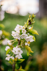 Cherry blossom's on chery tree at sunset