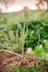 Asparagus spears growing in garden