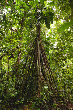 Impressive roots of a specimen of the Socratea exorrhiza or Walking palm tree species in the Amazon rainforest, in the Manu National Park