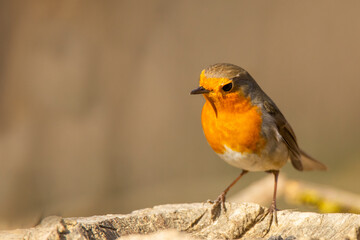 Bird robin on a stump in the forest in autumn