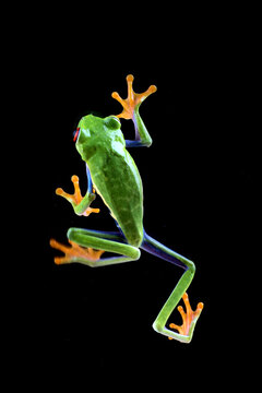 Overhead view of a red-eyed tree frog on a black background