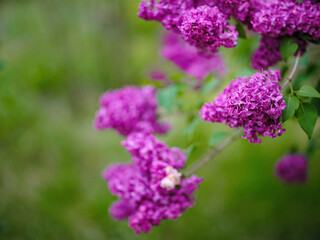 Obraz premium beautiful lilac flowers branch on a green background, natural spring background, soft selective focus. High quality photo