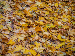 Golden Autumn in Moscow Park in October