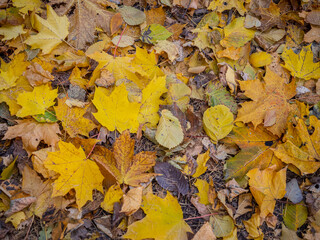 Golden Autumn in Moscow Park in October