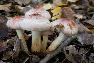 Inedible mushroom Hypholoma lateritium in birch forest. Known as Brick Cap or Brick Top. Bunch of wild mushrooms growing in the leaves.