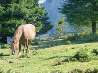Caballo. Caballos en libertad en el monte Urkiola.