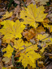 Golden Autumn in Moscow Park in October