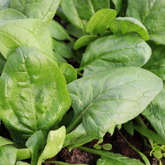 Fresh organic leaves of spinach in the garden