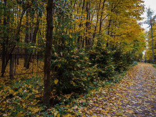 Golden Autumn in Moscow Park in October
