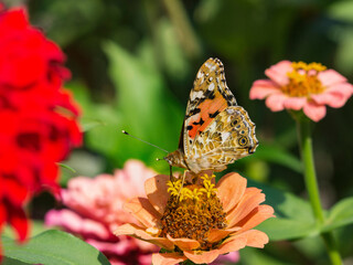 A beautiful monarch butterfly resting on a peach-colored zinnia flower with a blurry background. A butterfly extracts nectar on flowers in close-up. Beautiful summer greeting card