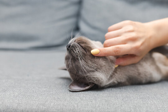 burman cat lying on sofa relaxing grey background