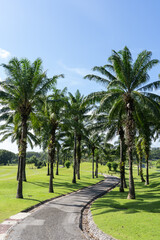 Obraz premium The golf course's paved road for walking with golf carts has green lawns and coconut palms all around