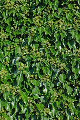 Gemeiner Efeu, Hedera helix, mit Blütenknospen
