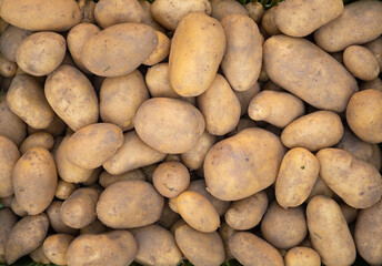 Pile of newly harvested and washed potatoes - Solanum tuberosum. Full frame. Harvesting potato roots in homemade garden. Organic farming, healthy food, BIO viands, back to nature concept.
