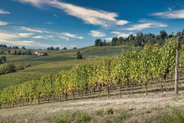 Fototapeta na wymiar landscapes of the Piedmontese Langhe in autumn, during the harvest period