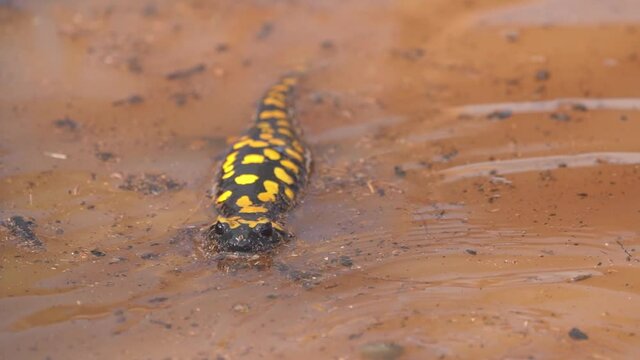 Near Eastern fire salamander Swims in the swamp waters