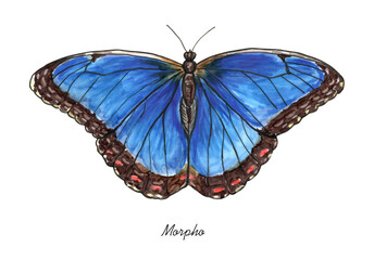 Morpho butterfly with it's latin name. Live trace of marker sketch set.