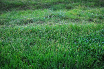 Close up of green grasses on a meadow
