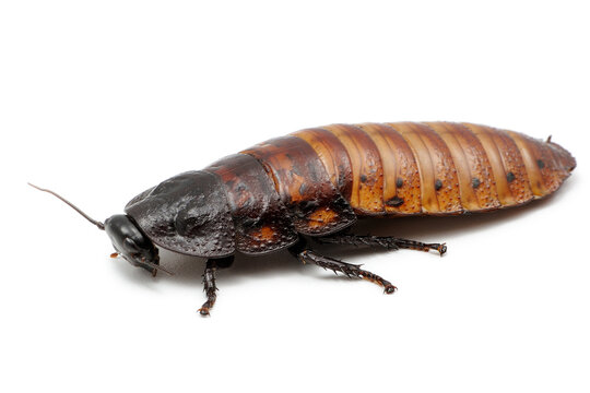Blatte souffleuse de Madagascar, Gromphadorhina portentosa sur fond blanc