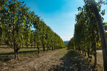 landscapes of the Langhe with vineyards in autumn, during the harvest to make wine