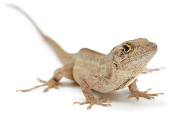 Cuban brown anole (Anolis sagrei) on a white background