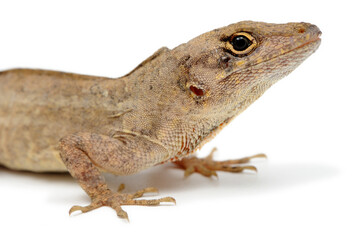 Cuban brown anole (Anolis sagrei) on a white background