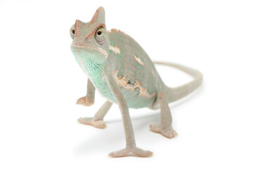 Veiled chameleon (Chamaeleo calyptratus) on a white background