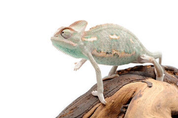 Veiled chameleon (Chamaeleo calyptratus) on a white background
