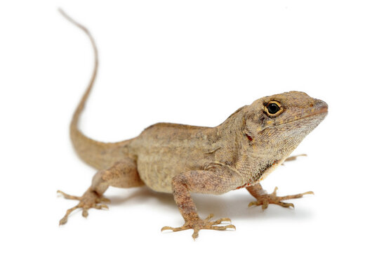Cuban brown anole (Anolis sagrei) on a white background