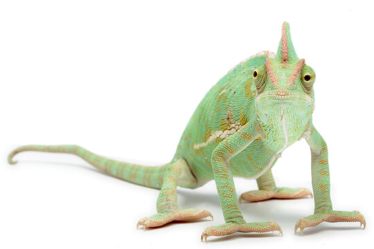 Veiled chameleon (Chamaeleo calyptratus) on a white background