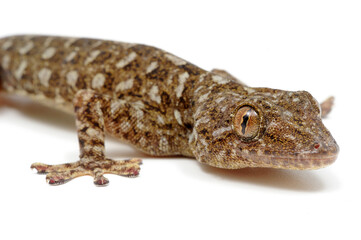 Gecko grossmanni on a white background
