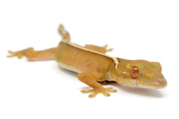 Lined gecko (Gekko vittatus) on a white background