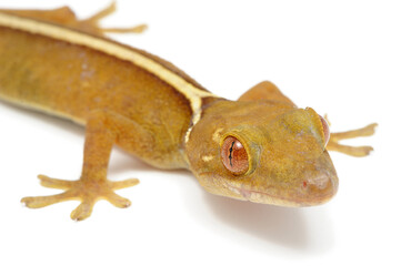 Lined gecko (Gekko vittatus) on a white background