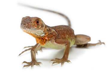 Naklejka premium Red iguana (Iguana iguana) on white background