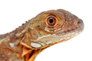 Red iguana (Iguana iguana) on white background