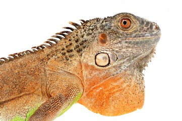 Red iguana (Iguana iguana) on white background
