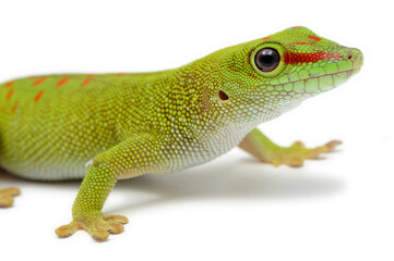 Giant Day Gecko (Phelsuma madagascariensis grandis) on white background