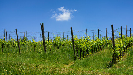 Fototapeta premium Rural landscape near Sala Baganza and Fornovo, Parma, at springtime