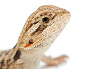 Bearded Dragon (Pogona vitticeps) on white background