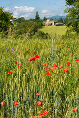 Rural landscape near Salsomaggiore and Fornovo, Parma, at springtime