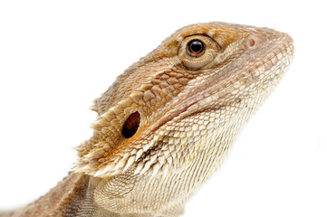 Bearded Dragon (Pogona vitticeps) on white background