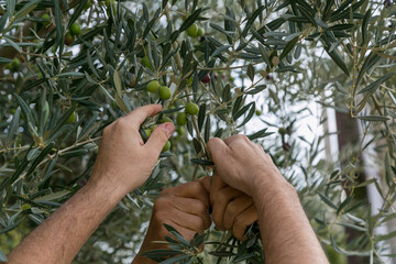 Cosecha de la aceituna, manos de mujer y de hombre recogiendo  para la producción de aceite de oliva,