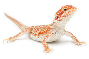 Naklejka premium Bearded Dragon (Pogona vitticeps) on white background