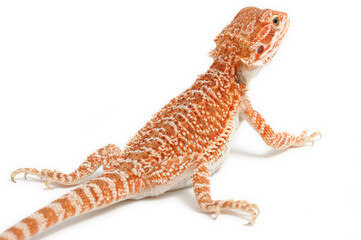 Bearded Dragon (Pogona vitticeps) on white background