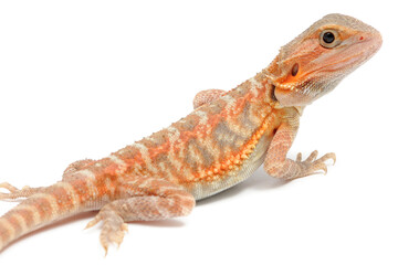 Fototapeta premium Bearded Dragon (Pogona vitticeps) on white background