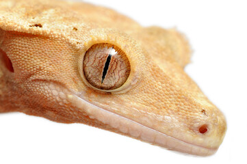 Crested gecko (Correlophus ciliatus) on white background