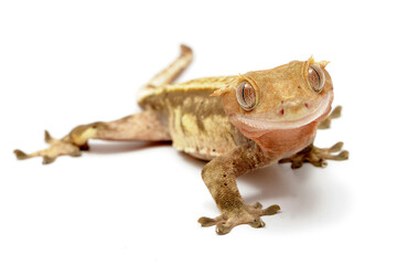 Crested gecko (Correlophus ciliatus) on white background - obrazy, fototapety, plakaty