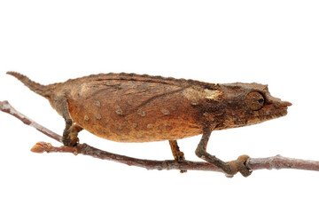 Spectral pygmy chameleon (Rhampholeon spectrum) on white background