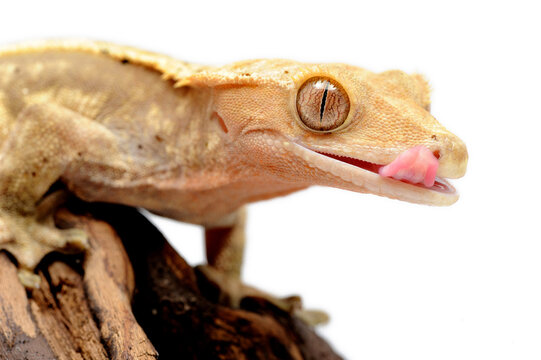 Crested gecko (Correlophus ciliatus) on white background