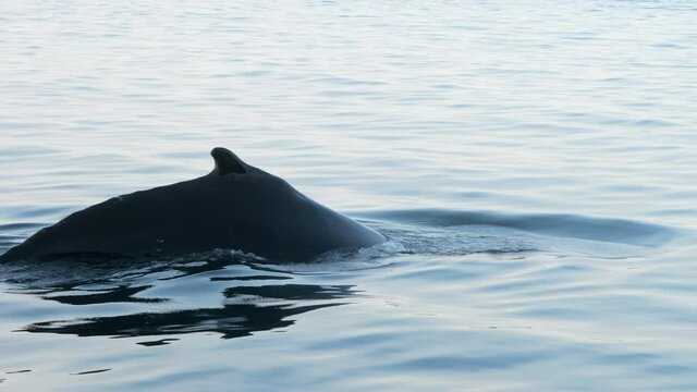 Humpback whale swimming under water. Big fin whale exploring the underwater world, circling on the ocean, and contacting the environment. Concept of nature and wildlife of Japan and kuril ridge